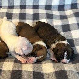Boxers from Winstar Boxers