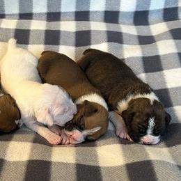 Boxers from Winstar Boxers