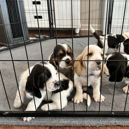 Basset Hound Puppies from Bear’s Bassets