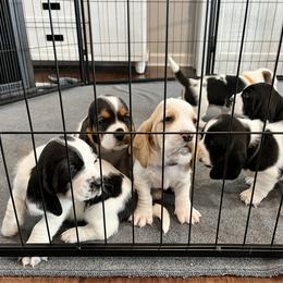 Basset Hound Puppies from Bear’s Bassets