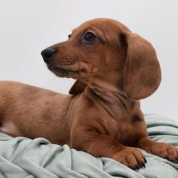 Tucker AKC - Dapple male Dachshund puppy in Coweta, Oklahoma from Sunnyside Dachshunds