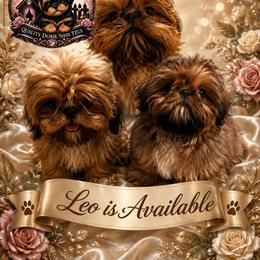 Leo - Red male Shih Tzu puppy in Sacramento, California from NANA’S  QUALITY SHIH TZU'S