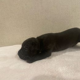 Brown - Black male Cane Corso puppy in Hallettsville, Texas from Gladiator Acres