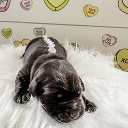Mr White Collar - Black male Labrador Retriever puppy in Lake City, Michigan from Loon Lake Labradors