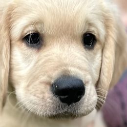 Boy 4 - Golden Retriever puppy in Fieldale, Virginia from Interlock Goldens