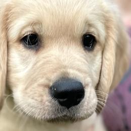 Boy 4 - Golden Retriever puppy in Fieldale, Virginia from Interlock Goldens