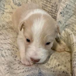 Nova - White and gold female Border Collie puppy in Mckinney, Texas from Border Collies of Ruidoso