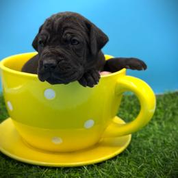 Cheese - Black female Great Dane puppy in Grand Junction, Colorado from Top Brackett Danes