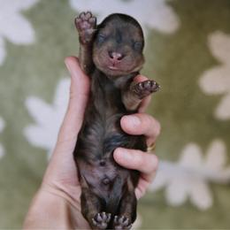 Dachshund puppies from AG Dachshunds