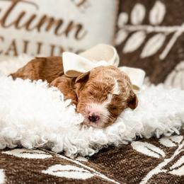 Red collar girl - Red  female Goldendoodle puppy in Spokane, Washington from Dream Doodles in Spokane WA