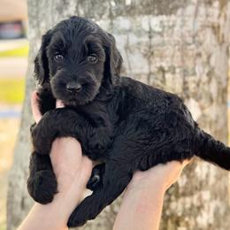 Snickerdoodle- Yellow Collar - Black male Goldendoodle puppy in Bay City, Texas from Charming Doods Goldendoodles