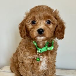 Green - Red  male Goldendoodle puppy in Hesperia, Michigan from Red Acres Poodles & Doodles