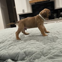 White - Perro de Presa Canario puppy from Space City Presas