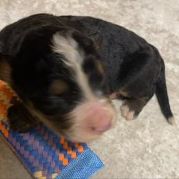 Raksha - Tri-color female Bernese Mountain Dog puppy in Rural Retreat, Virginia from Bernese Bunker