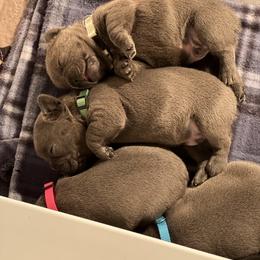 French Bulldog Puppies from The Frenchie Ravine Connection LLC