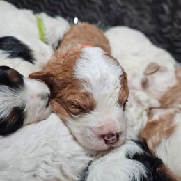 Ginger - Red female Bernedoodle puppy in Granton, Wisconsin from Rose River Farms