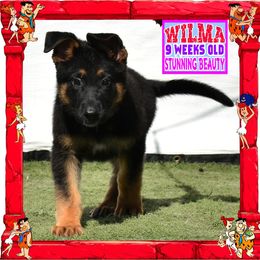 WILMA FLINTSTONE - Black and red female German Shepherd puppy in Murrieta, California from Diamond Oaks German Shepherds