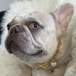 Angelina - French Bulldog