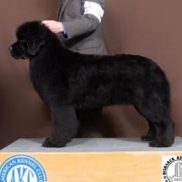 Dolla - Black female Newfoundland puppy in Nevis, Minnesota from Faithful Acres Newfs
