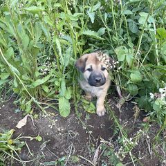 Chinook Puppies from Desert Sol Chinooks