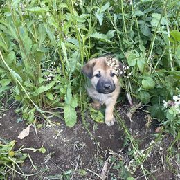 Chinook Puppies from Desert Sol Chinooks