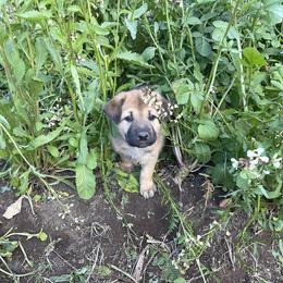 Chinook Puppies from Desert Sol Chinooks