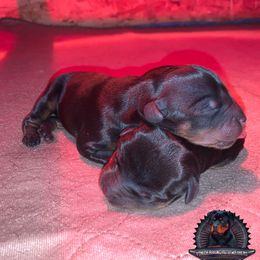 Rottweiler Puppies from Von Der Hing Rottweilers