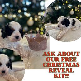 Blythe - Black and white female Cavapoo puppy in Thorndale, Texas from Hattie’s Texas Cavapoos