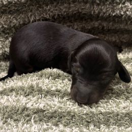 Sweet potato - Black and tan female Dachshund puppy in Dobson, North Carolina from Oakleys Dachshund Haven