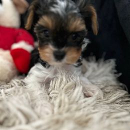 Coco - Black tan and white female Biewer Terrier puppy in Michigan from Blue Water Biewers LLC