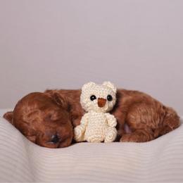 Silk (Red Collar) - Red  male Poodle puppy in Las Vegas, Nevada from Plush Toy Poodle Puppies & Pals