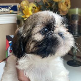 Girl 2 Little Coco - Tricolor female Shih Tzu puppy in Troy, Michigan from "Shihtzu Best Friend"