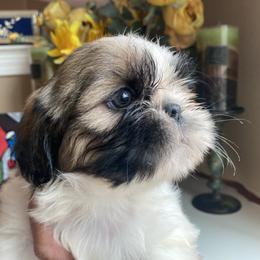 Girl 2 Little Coco - Tricolor female Shih Tzu puppy in Troy, Michigan from "Shihtzu Best Friend"