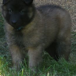 Belgian Tervuren Puppies from Kismet Belgian Tervuren's  owner Angela Ernst