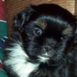 Shih Tzus from Karla Sauer's Shih Tzus