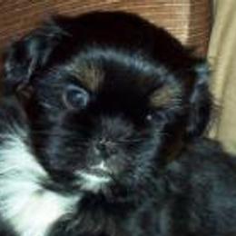 Shih Tzus from Karla Sauer's Shih Tzus