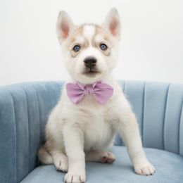 Golden Retriever, Miniature American Shepherd, and Siberian Husky Puppies from HuskiesAndGoldensWithFinesse