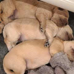 Goldendoodle Puppies from Pearl's Puppies LLC
