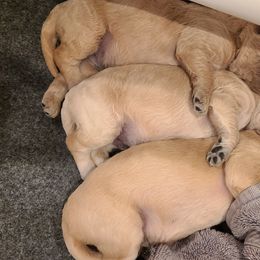 Goldendoodle Puppies from Pearl's Puppies LLC