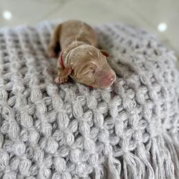 Magenta Collar - Red female Irish Doodle puppy in Indiahoma, Oklahoma from Farm Fresh Doodles