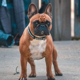 Tipsy - French Bulldog