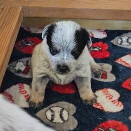 Cora - Blue speckled female Australian Cattle Dog puppy in Cora, Wyoming from Lyla Hinman's Australian Cattle Dogs