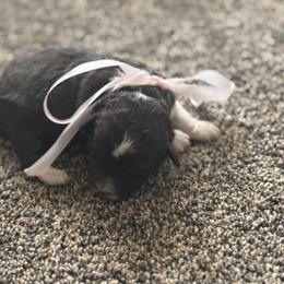 Girl 1 - Brown and white female Aussiedoodle puppy in Junction, Utah from Sugar Doodles