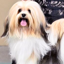 Wendy - Havanese