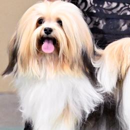 Wendy - Havanese