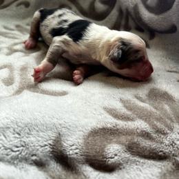 Chai - Blue merle male Australian Shepherd puppy in Traer, Iowa from Kelly's Australian Shepherds