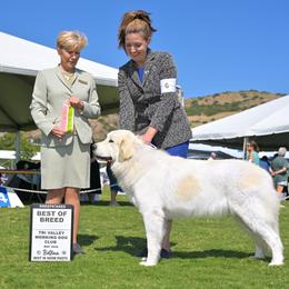 Bailey - Great Pyrenees