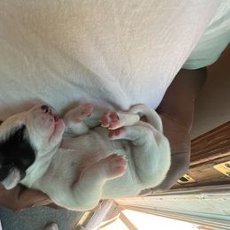 Girl 1 - Dalmatian puppy in Virginia from Andersons Toy Box LLC