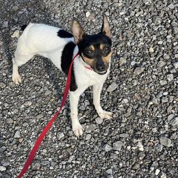 Toy Fox Terrier All Grown Up from Foxridge Farms