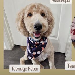 Pepsi - Goldendoodle